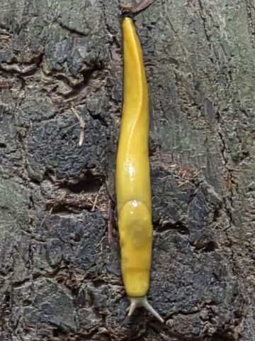A bright yellow banana slug on the trail in the California redwoods.