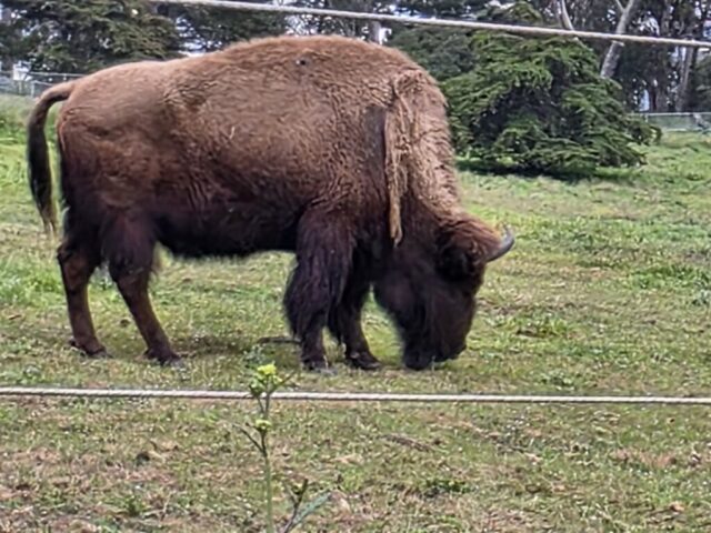 A bison grazing in Golden Gate Park during the San Francisco 2026 trek.