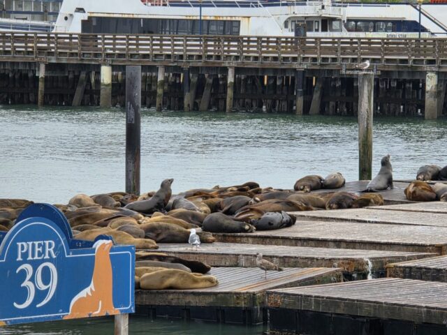 Sea lions resting on the docks at PIER 39 in San Francisco.